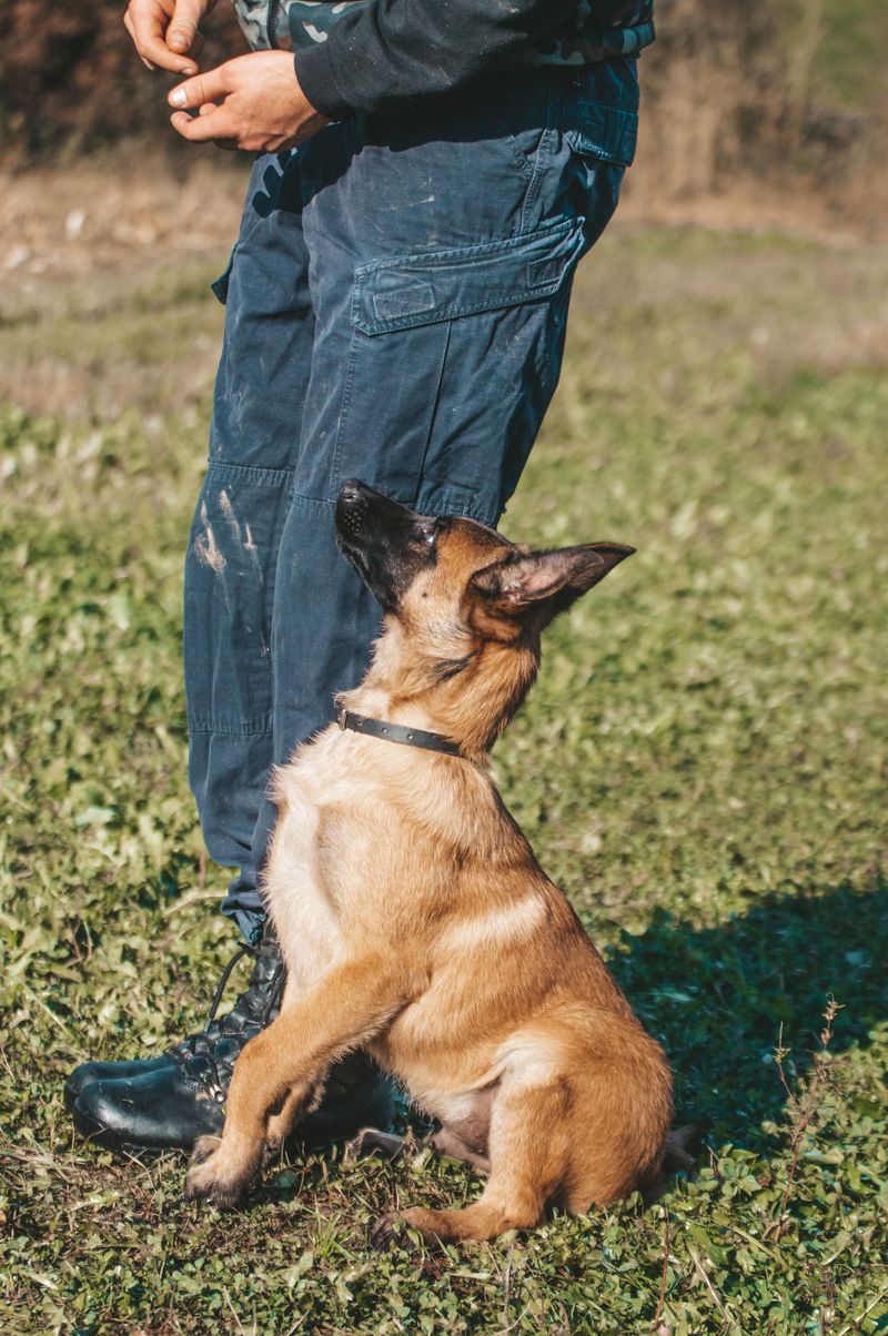 Consider Snake-Avoidance Training