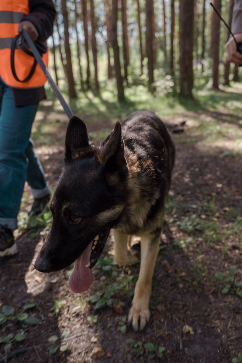 Do Not Let Dogs Investigate Snakes