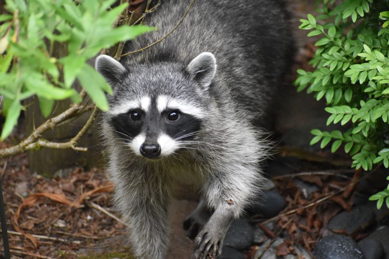 Rabies Worries Get Reported Even Without a Bite
