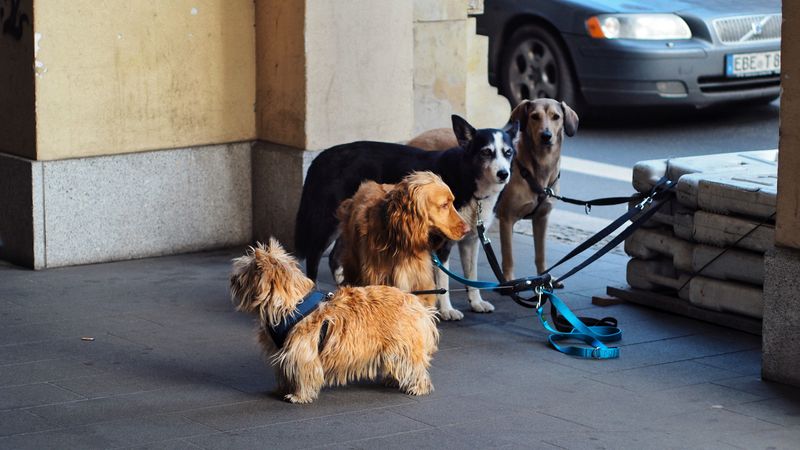 Cities Can Set Their Own Dog Limits