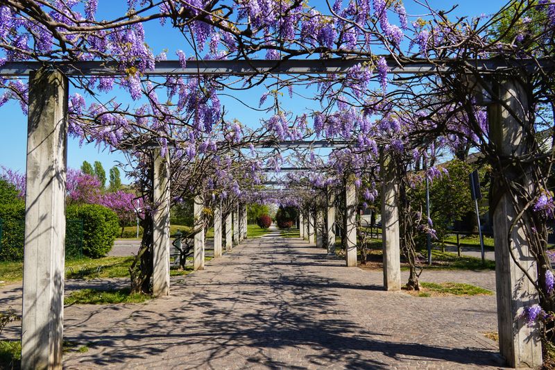 Wisteria