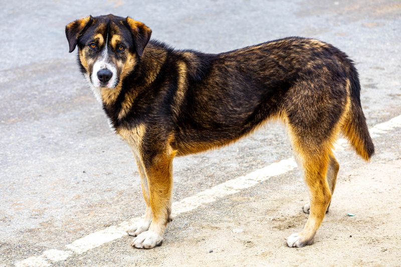 No Tag, Loose Dog: Impoundment Becomes Possible