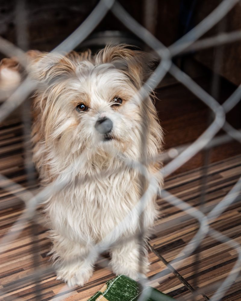 Your City or County May Want Your Dog Registered