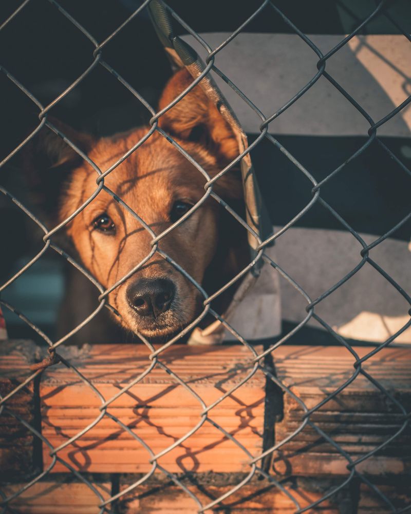 Found A Stray? The Clock Starts Ticking