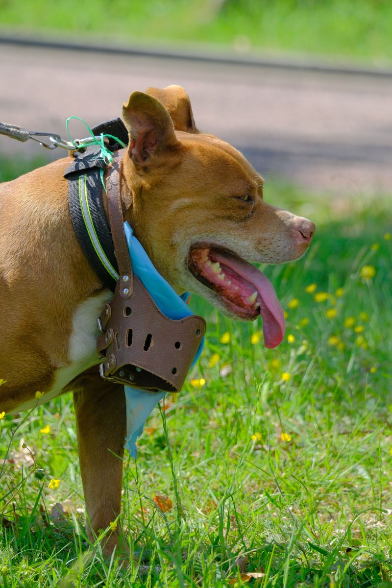 Strict Liability Applies to Legally Designated Dangerous Dogs