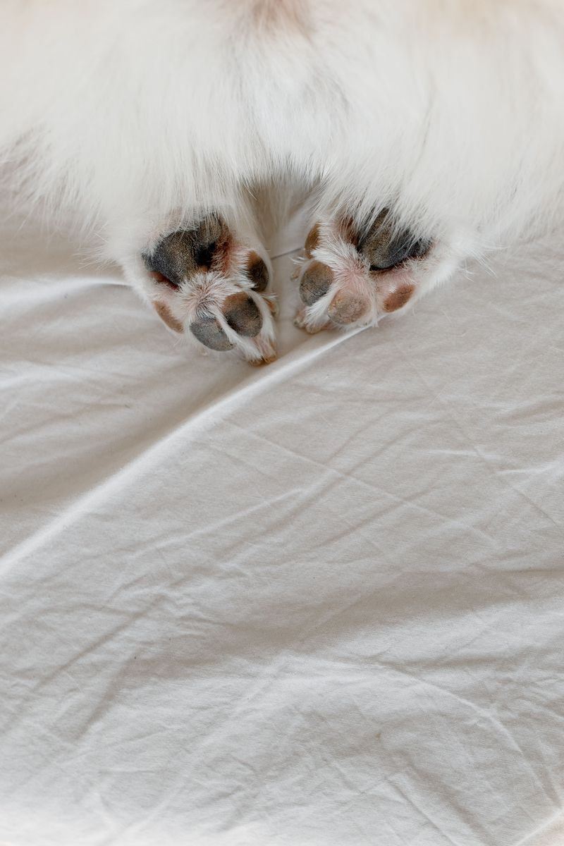 Paws and Toes Take the Brunt of the Trail