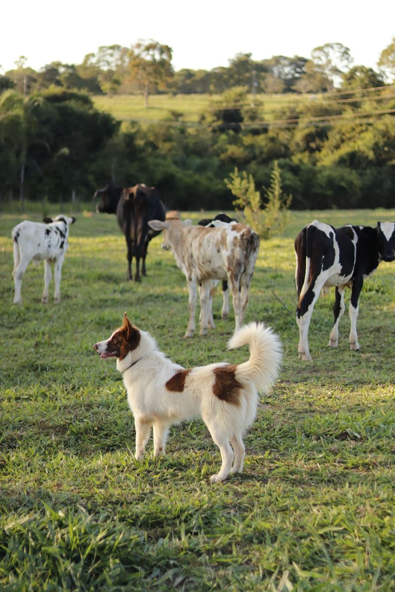 Livestock Chasing Is Taken Seriously Here
