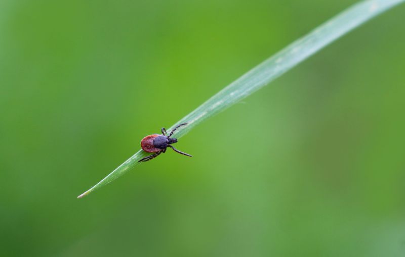Tick Season Stretches Longer Than You Think