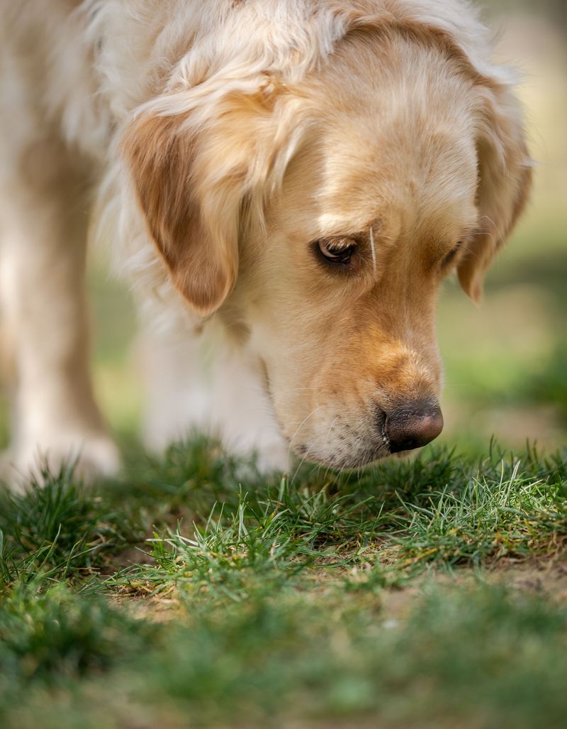 Dogs Can Inhale Foxtails Through the Nose