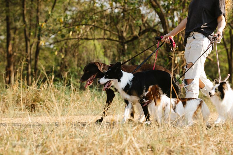 There Is No Single Statewide Leash Law in North Carolina