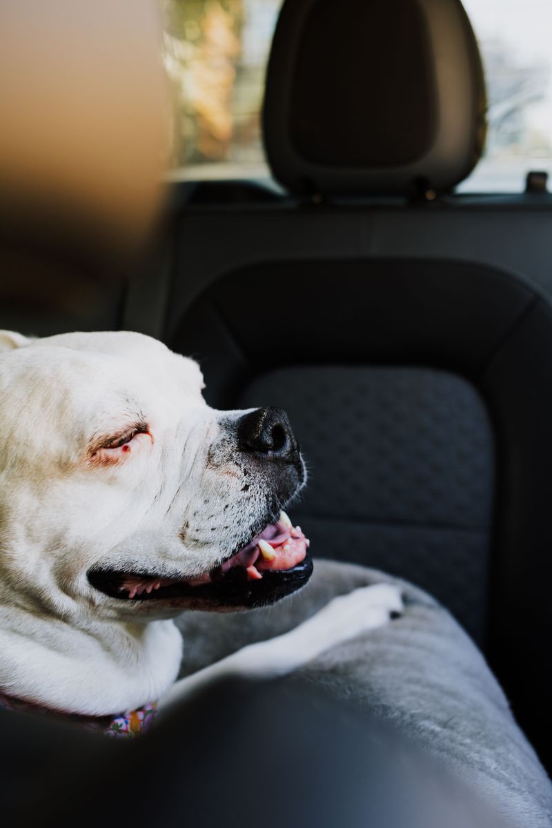 Back Seat Beats Shotgun When Airbags Exist
