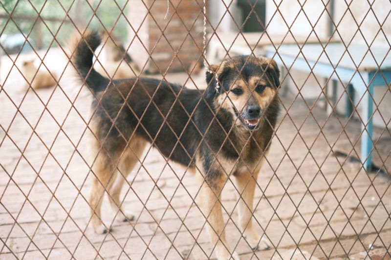 A Dog Cannot Simply Roam Your Property