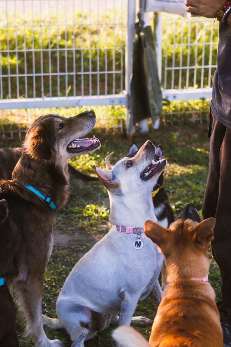 Why Dogs Bark Excessively and What Owners Can Do