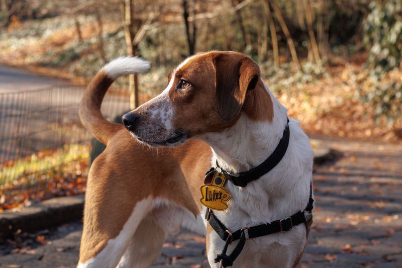 One Tag, One Dog, No Exceptions
