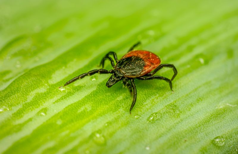 Lyme Disease Is a Major Concern