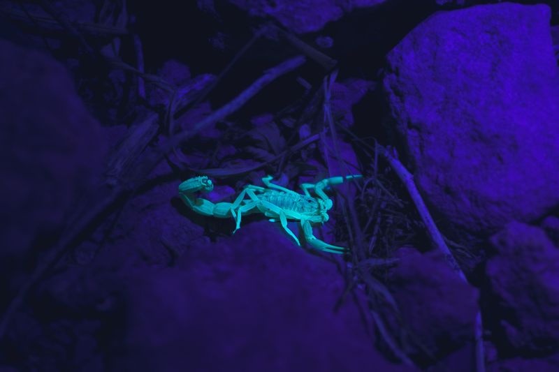 Scorpions come out on warm nights