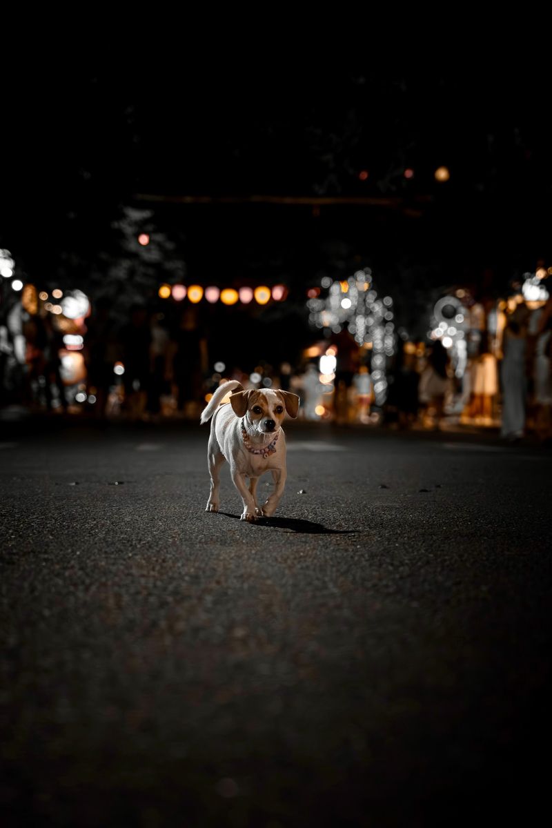 The State Does Ban Dogs Running Loose at Night