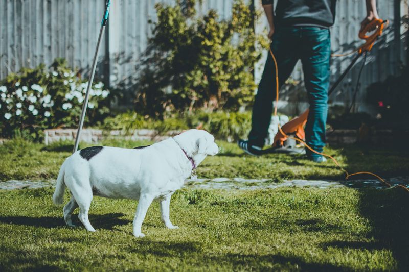 Yard Upkeep Quietly Lowers The Odds