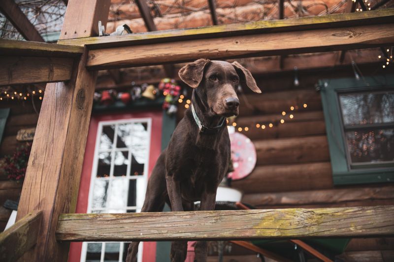 Don't Leave Your Dog Unattended