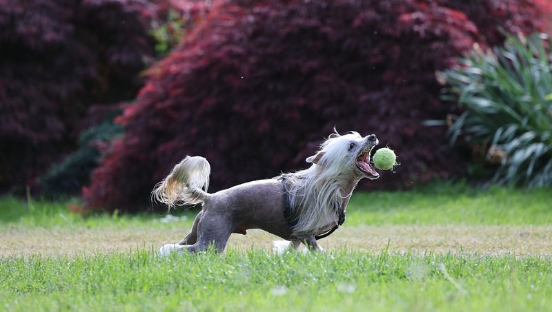 Chinese Crested
