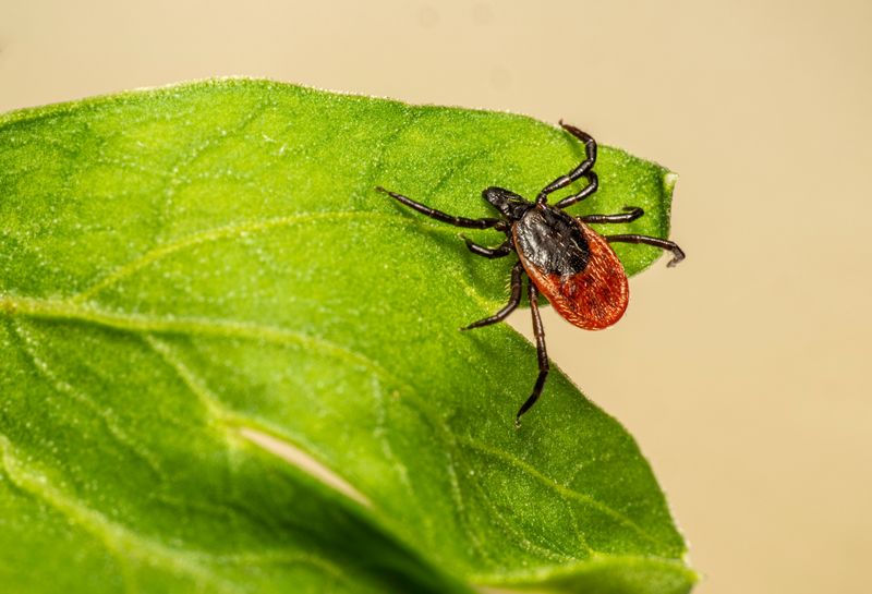 Six Tick Species Matter Here Medically