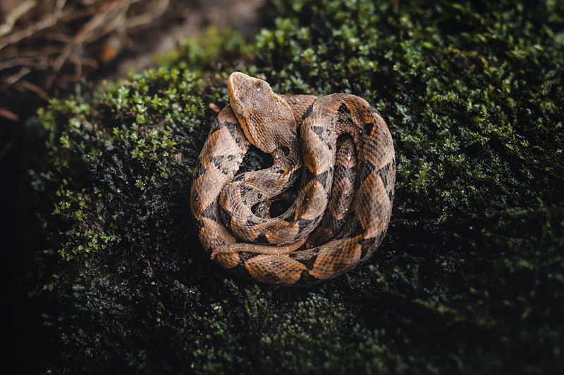 Two Venomous Snakes Call It Home