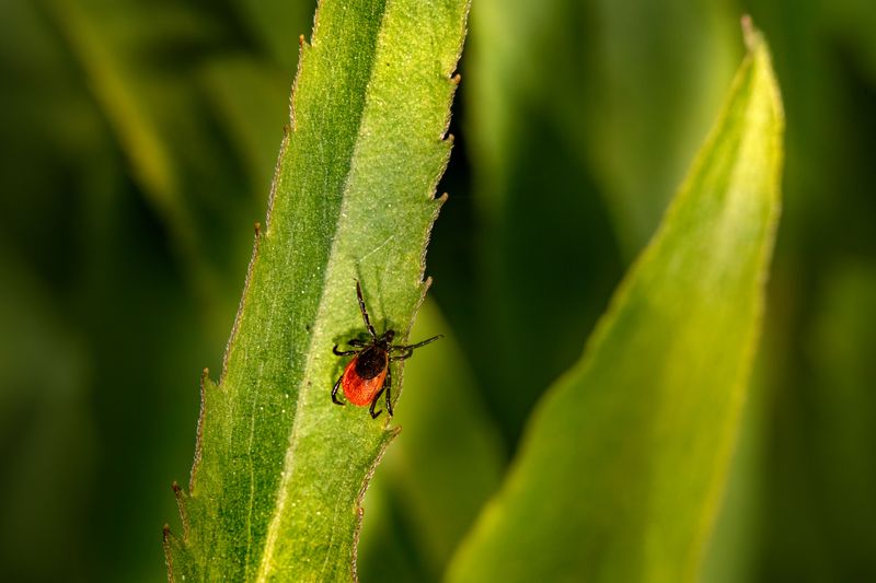 A Single Walk Can Mean Multiple Species