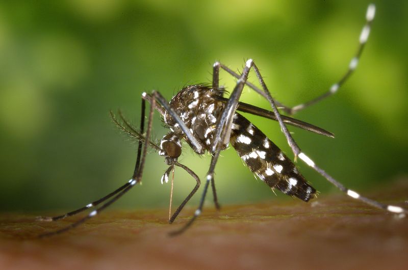 Mosquitoes Make Heartworm Prevention Especially Important