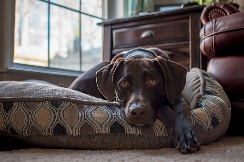 Dogs Bringing Ticks into the Home
