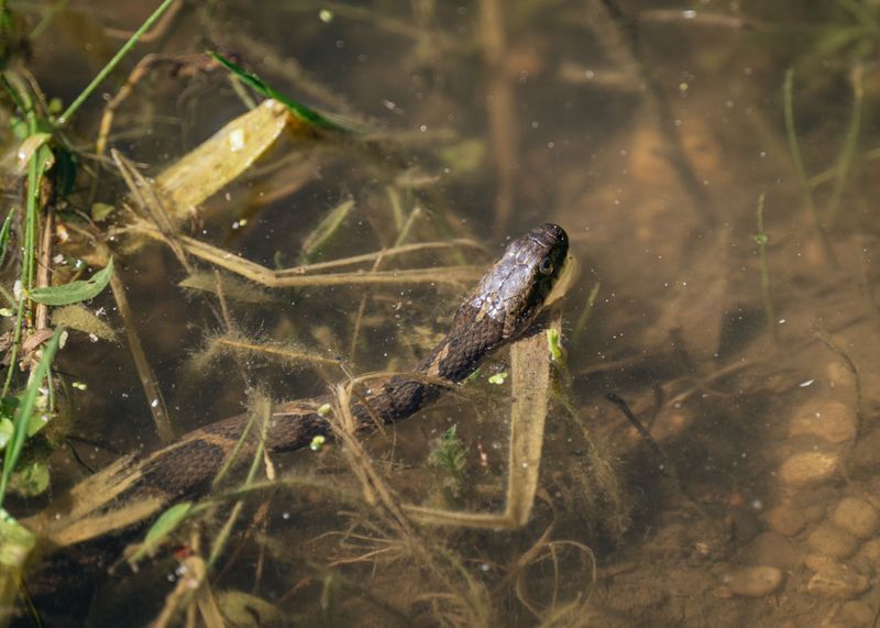 Cottonmouths