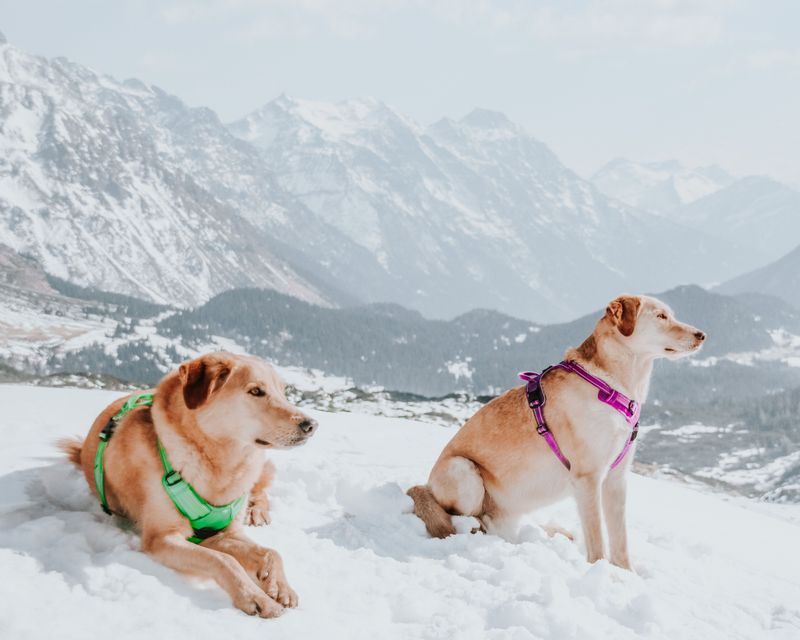 July Snowfields Are A Wyoming Tradition