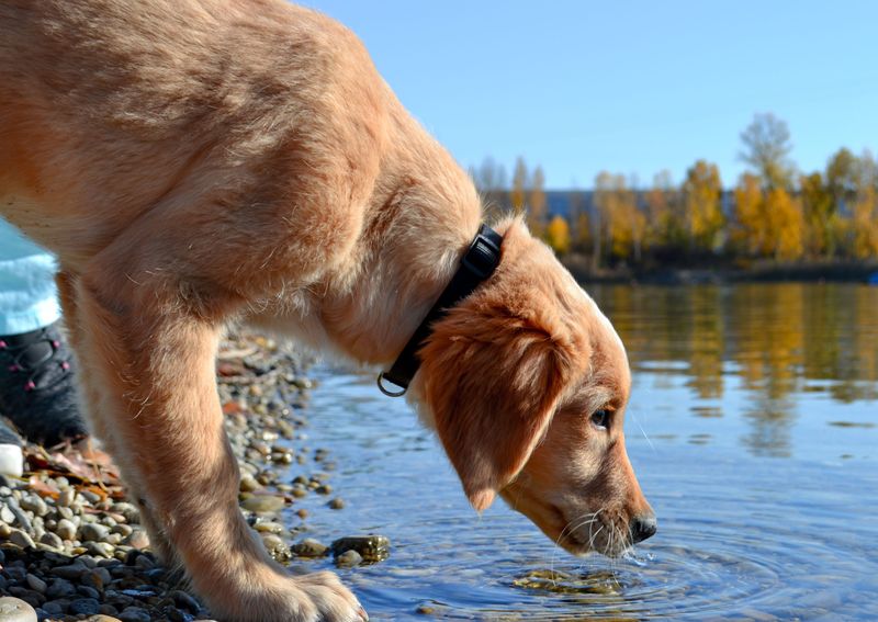River water is not always safe to drink