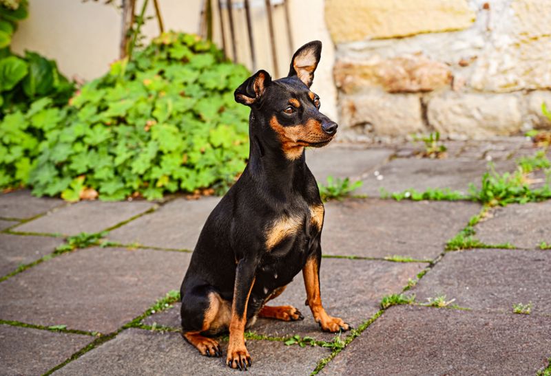 Manchester Terrier