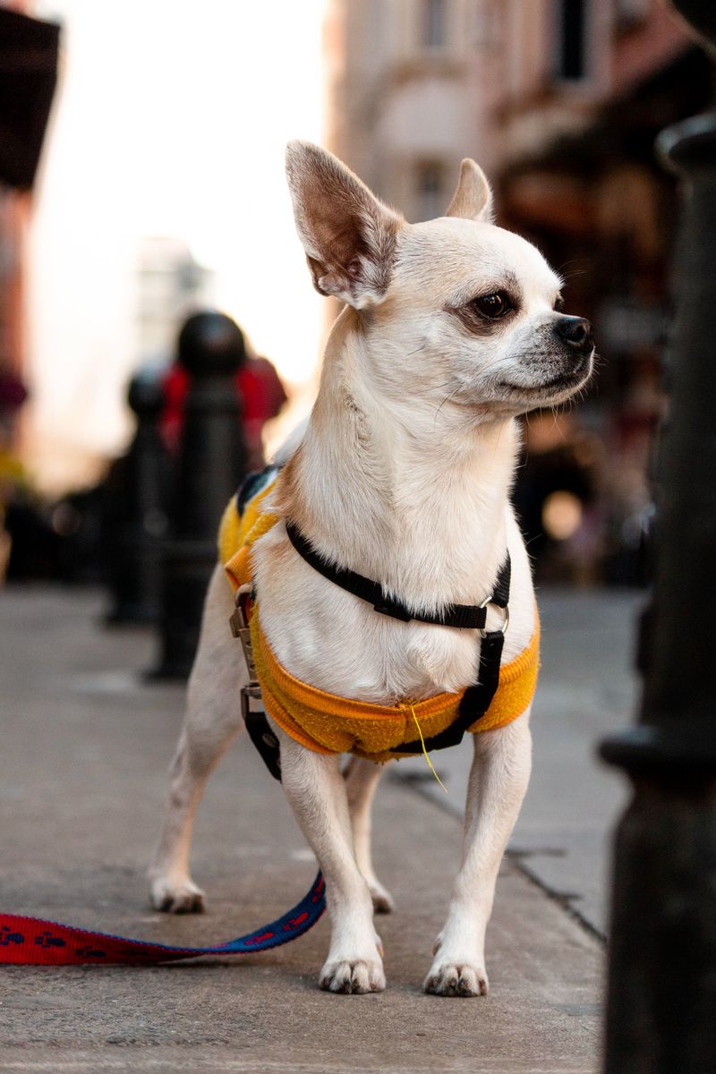 Chihuahua: Six Pounds of Pure Opinion
