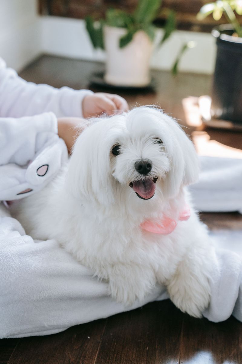 Maltese Make Good Companions For Smaller Homes