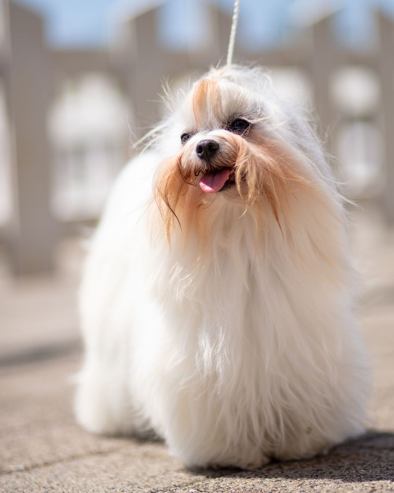 Coton de Tulear