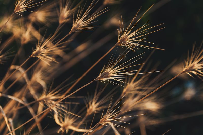 Summer Heat Turns Soft Seed Heads Into Stiff Spears