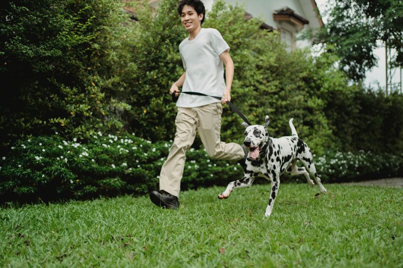 Dalmatian with Endless Go