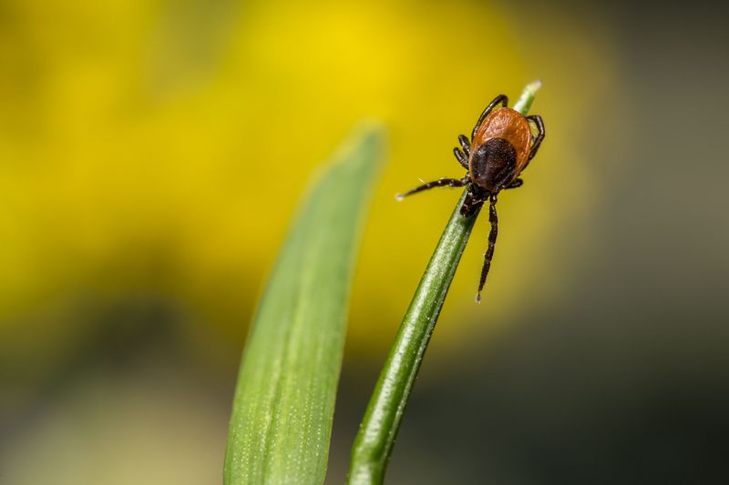 Peak Season Runs Spring Through Early Fall