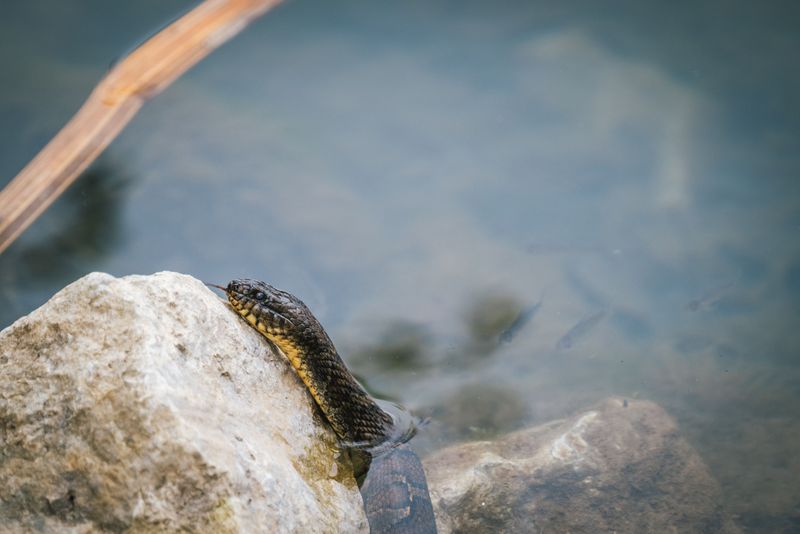Western Cottonmouth
