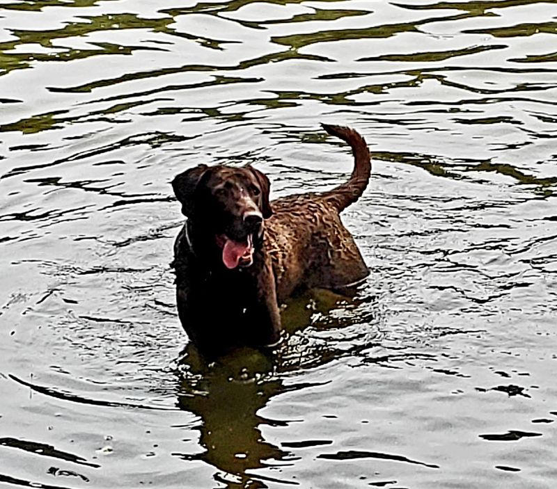 Lums Pond State Park, Bear