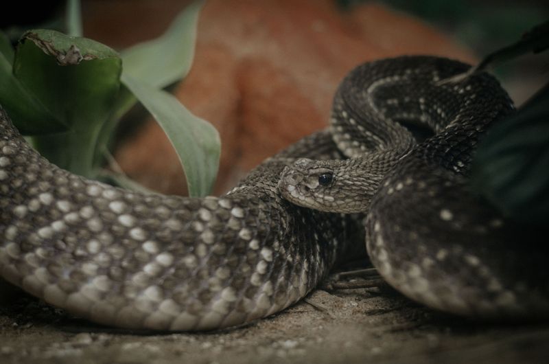 Understand Why Rattlesnakes Strike