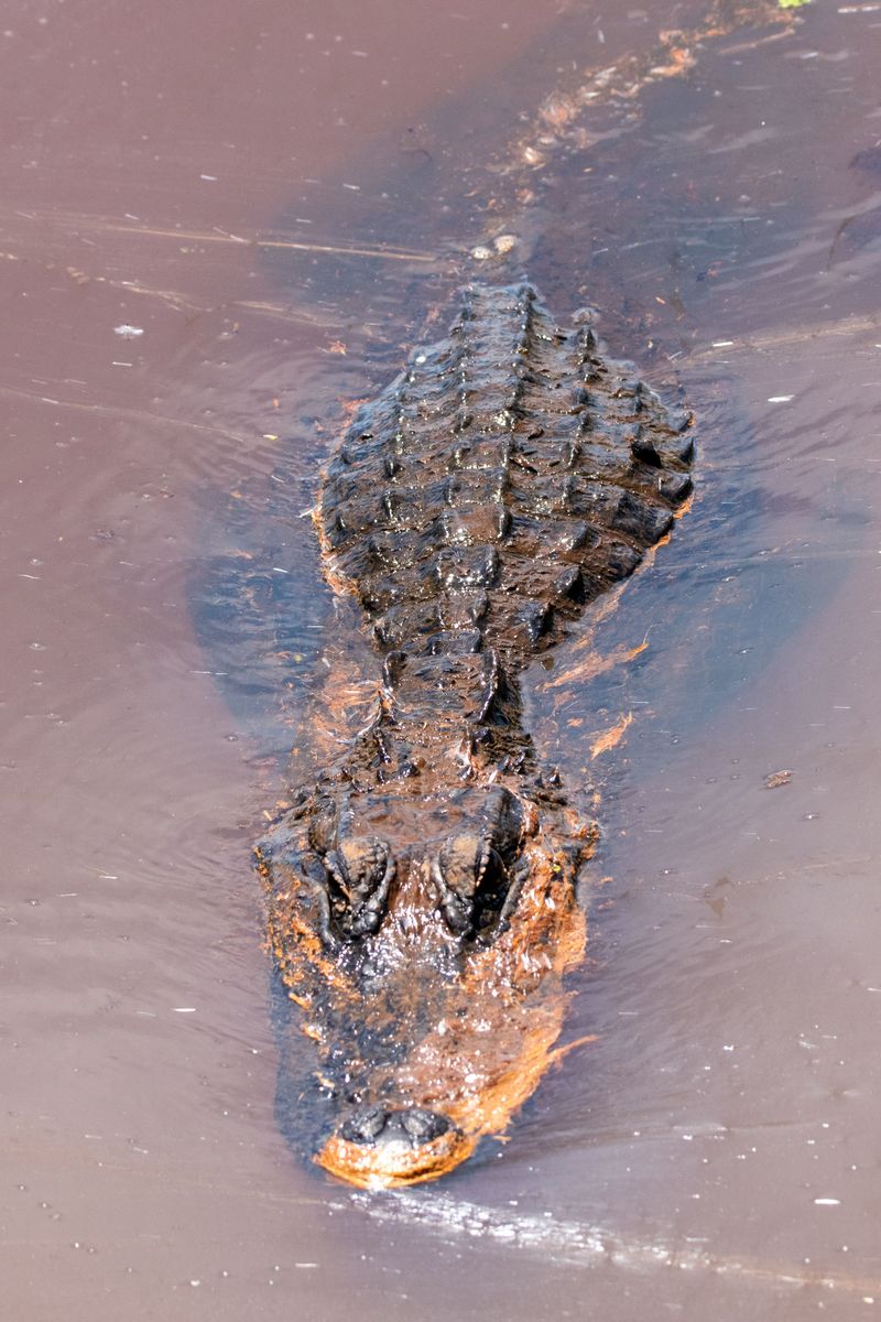 To A Gator, Your Dog Is Simply Movement