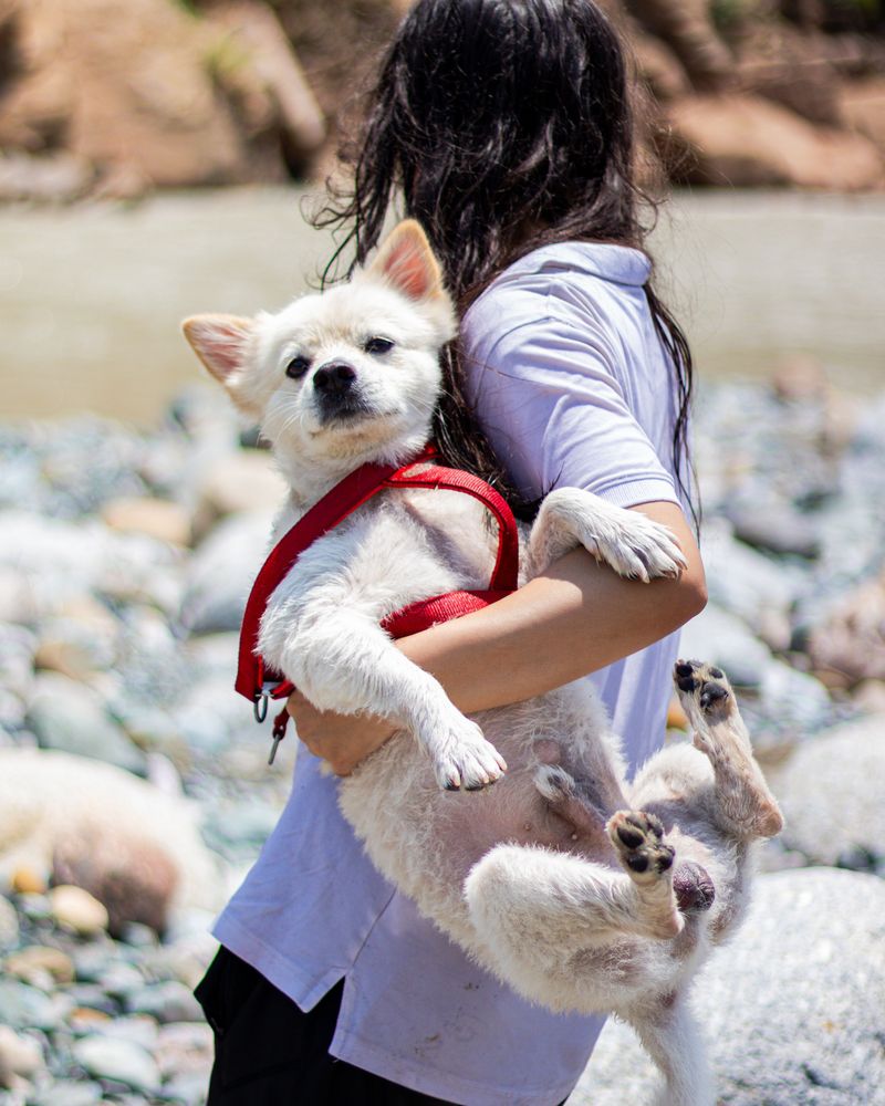 Carry Your Dog to the Car Instead of Letting Them Walk