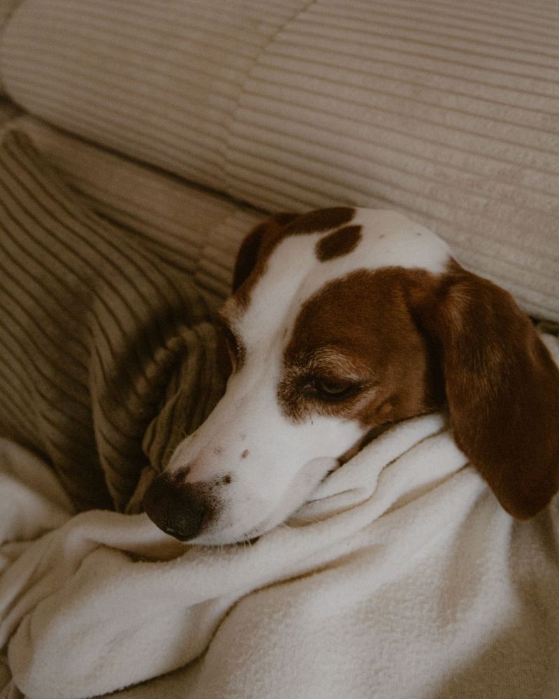 Keep Your Dog as Calm as Possible