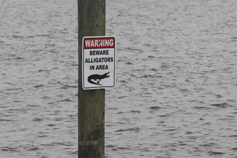 Report an Alligator That Poses an Ongoing Threat
