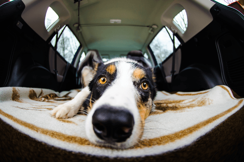 Handle your dog cautiously during transport