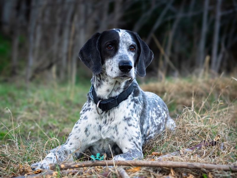Bluetick Coonhound