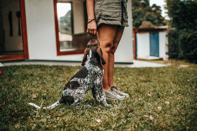 Supervise Dogs Outdoors