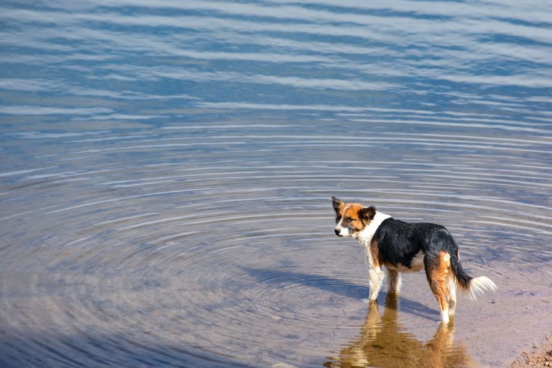 Check Bloom Advisories Before Swim Time